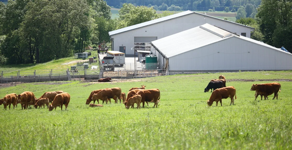 FARMA-DENK Aberdeen-angus_Limousine _FARMA-DENK_Aberdeen-angus_Limousine